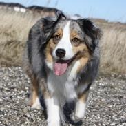 Australian shepherd "! BLUE !"