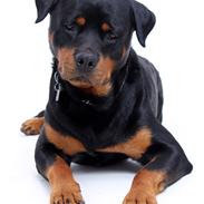 Rottweiler Cæsar