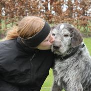 Ruhåret hønsehund Sargo