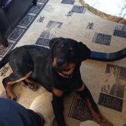 Blanding af racer Freja