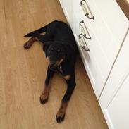 Blanding af racer Freja