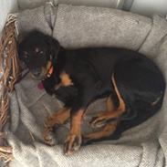 Blanding af racer Freja