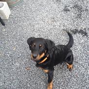 Blanding af racer Freja