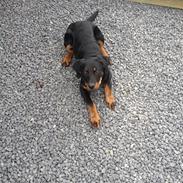 Blanding af racer Freja