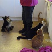 Shetland sheepdog Luna