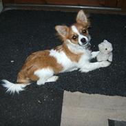 Chihuahua Nicky