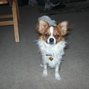 Chihuahua Nicky