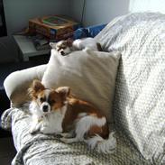 Chihuahua Nicky
