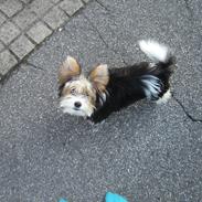 Biewer yorkshire terrier Daisy