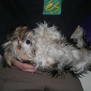 Biewer yorkshire terrier Daisy