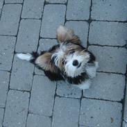 Biewer yorkshire terrier Daisy