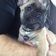 Fransk bulldog Douglas