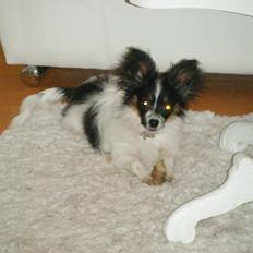 Papillon Cute Diamonds Tinker Bell