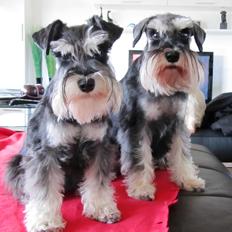 Dvaergschnauzer Soffi