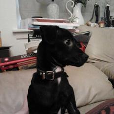 Blanding af racer  Delle