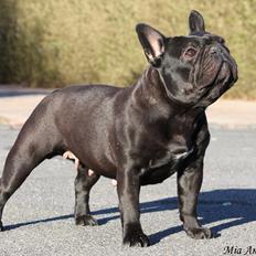 Fransk bulldog Lancome's Ælmira