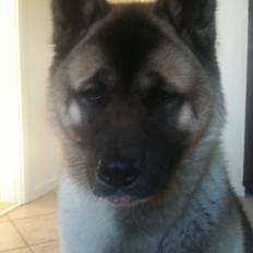 American Akita Mufti