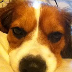 Blanding af racer Zenta(himmelhund)