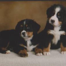 Berner sennenhund Bernerstuens Bimbette "Bimse"/ "Mulle"