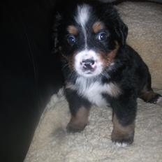 Berner sennenhund Bernerstuens Bimbette "Bimse"/ "Mulle"