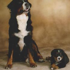 Berner sennenhund Bernerstuens Bimbette "Bimse"/ "Mulle"