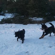 Blanding af racer Buller