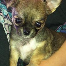 Chihuahua Selma
