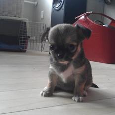 Chihuahua Selma