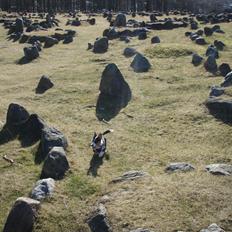 Welsh corgi cardigan Sonja