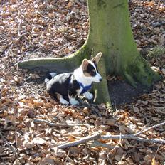 Welsh corgi cardigan Sonja