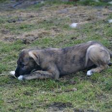 Irsk ulvehund Isen
