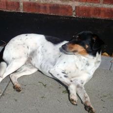 Dansk svensk gaardhund kejsa ( min morfars )