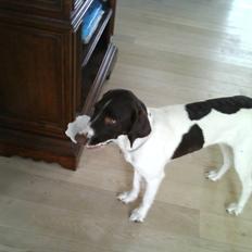 Blanding af racer Tilde (Frandsen)