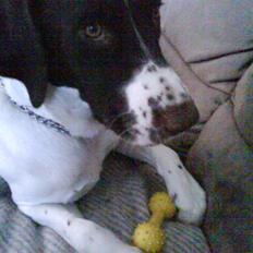 Blanding af racer Tilde (Frandsen)