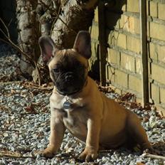 Fransk bulldog Douglas