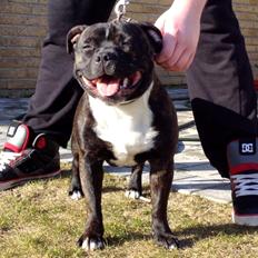 Staffordshire bull terrier Enodden's For Your Eyes Only "Francis"