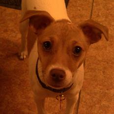 Dansk svensk gaardhund Lulu