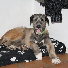Irsk ulvehund Maggie