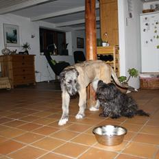 Irsk ulvehund Maggie