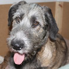 Irsk ulvehund Maggie
