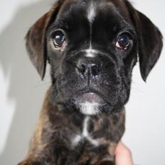 Boxer High On Life's Black Velvet (Baja)