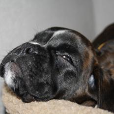 Boxer High On Life's Black Velvet (Baja)