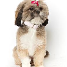 Lhasa apso Laura