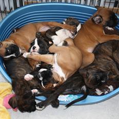 Boxer High On Life's Black Velvet (Baja)