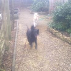 Cocker spaniel Bella