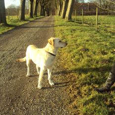 Labrador retriever Smilla