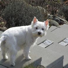 West highland white terrier Gucci