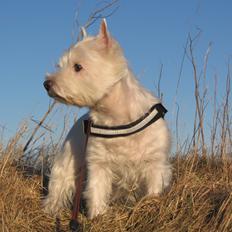 West highland white terrier Gucci