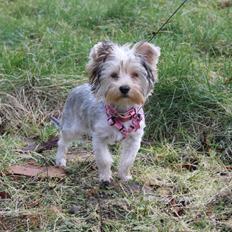 Yorkshire terrier Perle