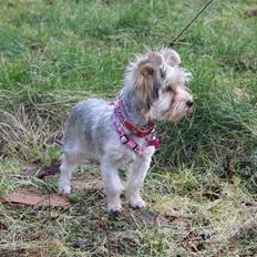 Yorkshire terrier Perle